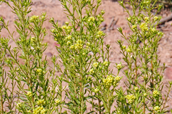 Southern Goldenbush leaves are light green, dull-green; leaves arranged alternately along stems; leaves narrowly linear, about 2 inches (5 cm). Isocoma pluriflora